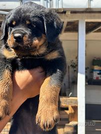 Cuccioli di Rottweiler