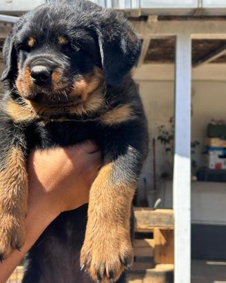 Cuccioli di Rottweiler