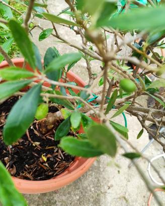 ulivo bonsai 