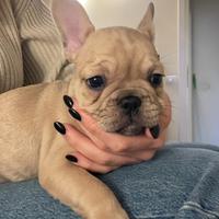 Cucciolo di buldog Francese