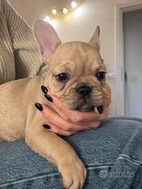 Cucciolo di buldog Francese