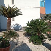 cycas