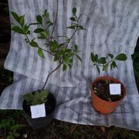 piantina gelsomino fiori bianchi