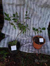 piantina gelsomino fiori bianchi