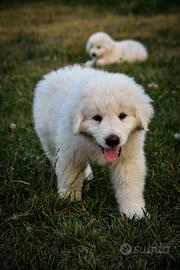 Pastore abruzzese maremmani cuccioli pedigree enci