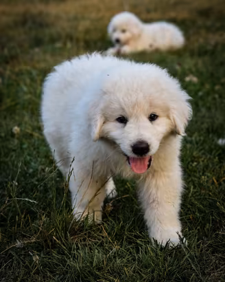 Pastore abruzzese maremmani cuccioli pedigree enci