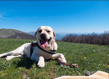 Labrador Maschio