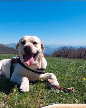 Labrador Maschio