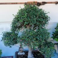 bonsai olmo cinese