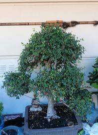 bonsai olmo cinese