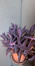 talee di Tradescantia pallida