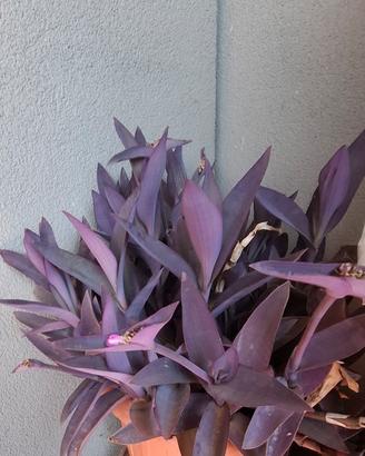 talee di Tradescantia pallida