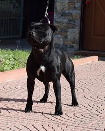 Staffordshire bull terrier