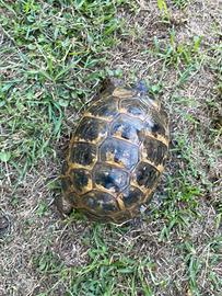 Testudo tartarughe di terra