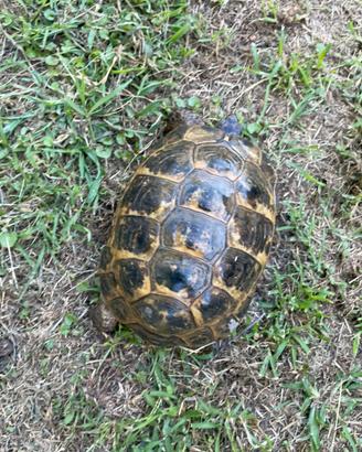 Testudo tartarughe di terra