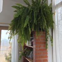 pianta d'interno felce di Boston