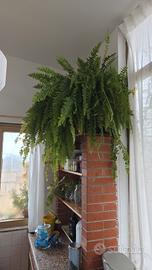 pianta d'interno felce di Boston