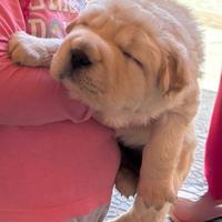 Incrocio tra Shar Pei e ChowChow