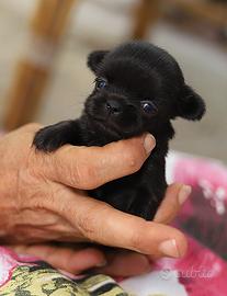 Femmina chihuahua a pelo lungo