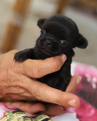 Femmina chihuahua a pelo lungo