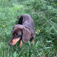 Bassotto nano per accoppiamento