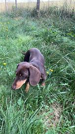 Bassotto nano per accoppiamento