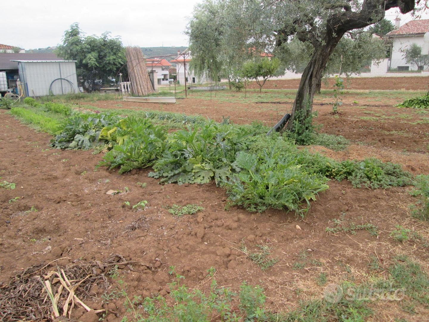Rif. 217b terreno a collecorvino - Vista 6
