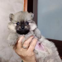 Spitz di Pomeriana