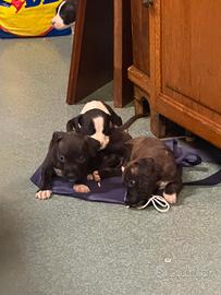 Cuccioli mamma pit papà Amstaff