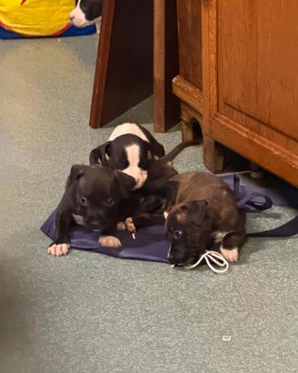 Cuccioli mamma pit papà Amstaff