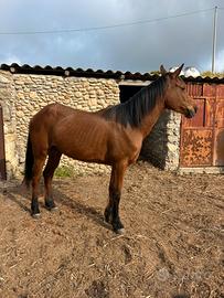 Cavalla