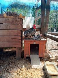 Galline sebright