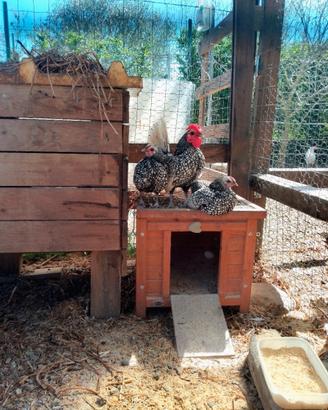 Galline sebright