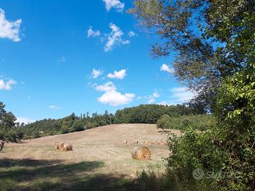 Toscana - sorano - terreno agricolo