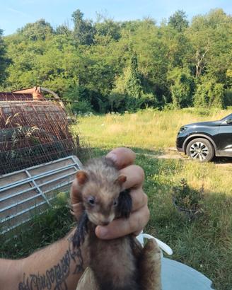 Cuccioli di furetto mascherina