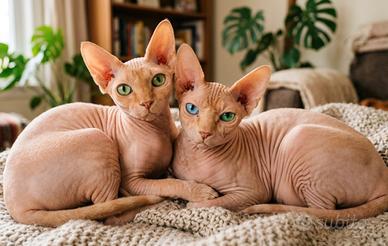 Sphynx