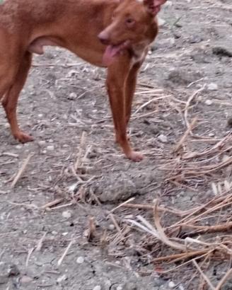 cani da caccia 