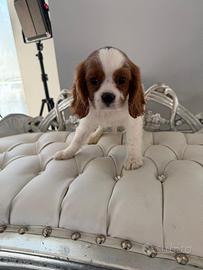 Cavalier king