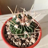 regali di natale piante