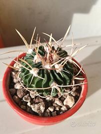 regali di natale piante