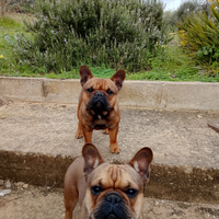 Bouledogue francese maschio 11 mesi