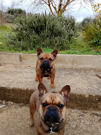 Bouledogue francese maschio 11 mesi
