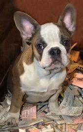 Bulldog francese Blue femmina