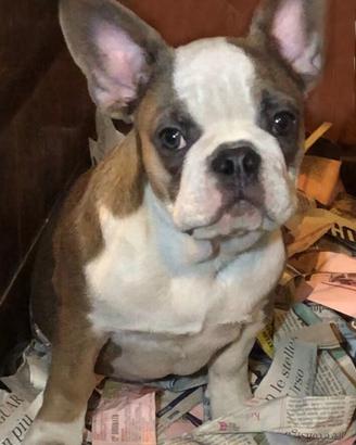 Bulldog francese Blue femmina