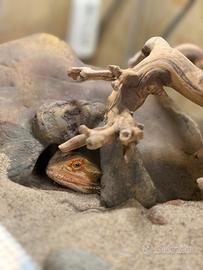 Pogona Vitticeps + Terrario completo