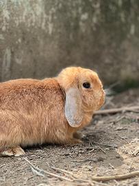 Coppia conigli ariete