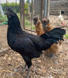Pulcinotti maschi Aiam cemani