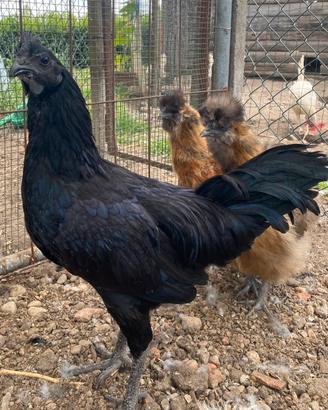 Galli Aiam cemani