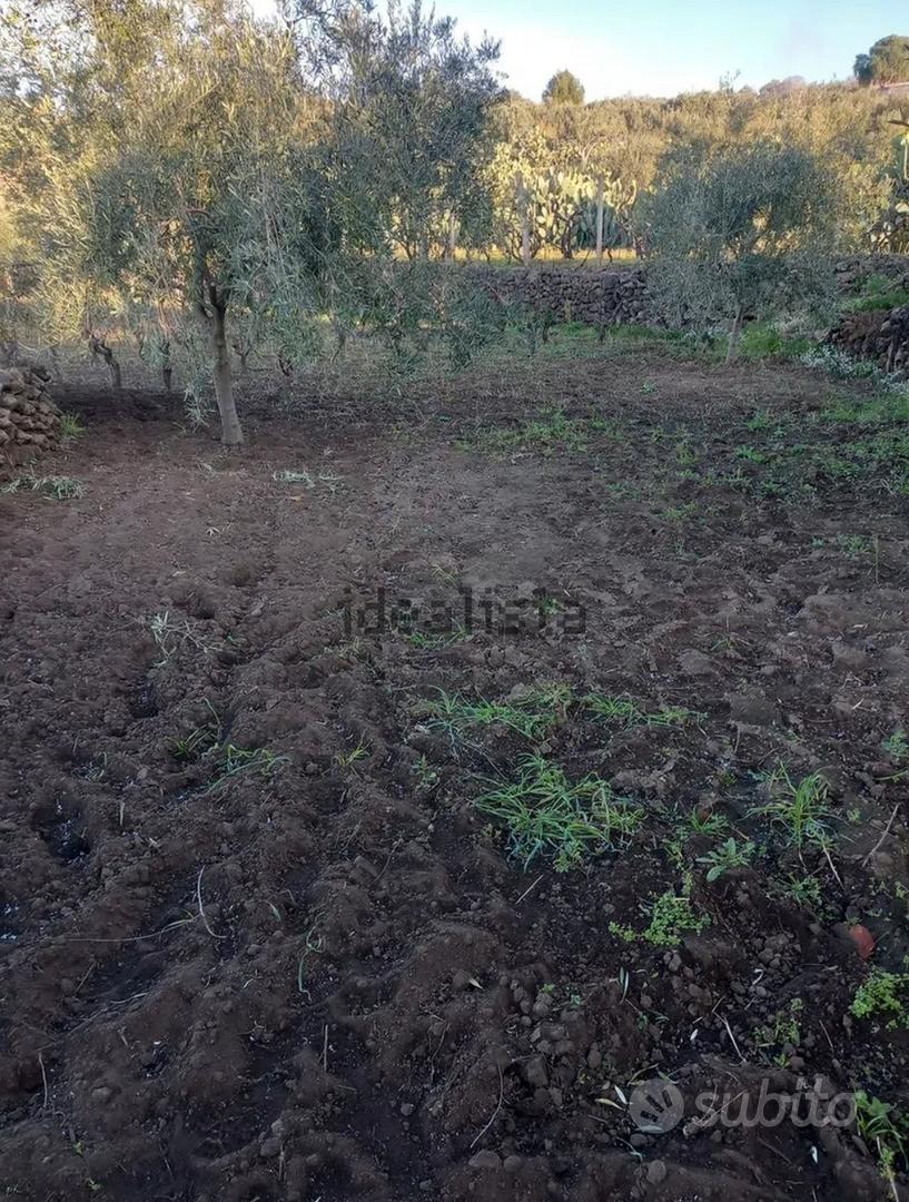 Terreno vigneto uliveto - Vista 2