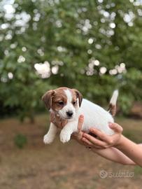 Cucciola Jack Russell